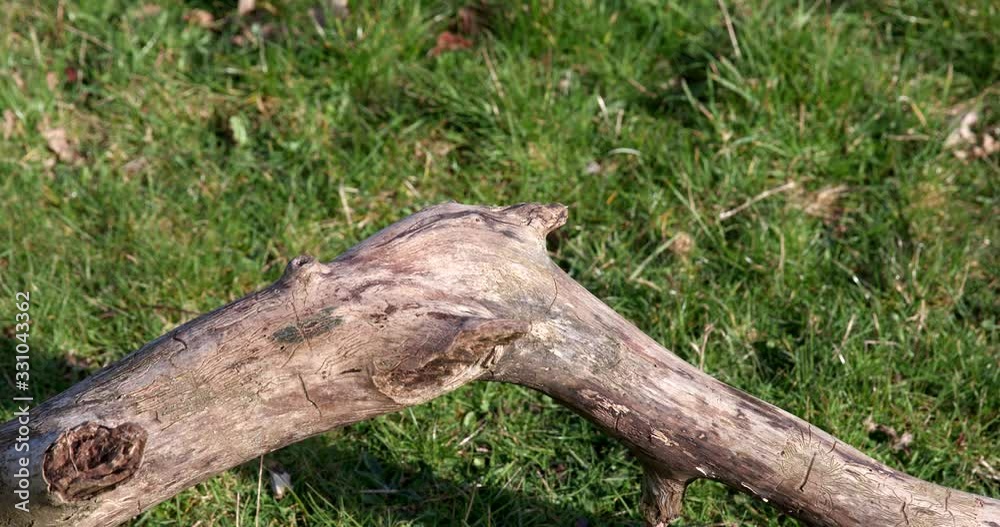 A beautiful piece of weathered aged dead wood fallen from a tree lying in a field. A beautiful piece of weathered aged dead wood fallen from a tree lying in a field.