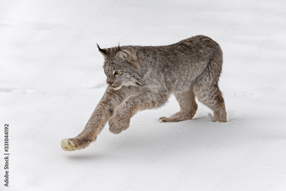 Canadian Lynx (Lynx canadensis) Pounces in Snow Winter Canadian Lynx (Lynx canadensis) Pounces in Snow Winter