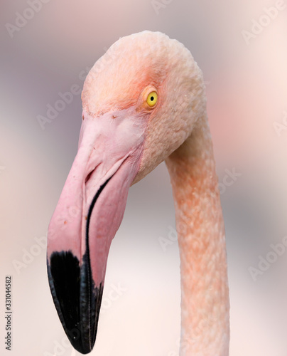 Close up flamingo pink on the blur background