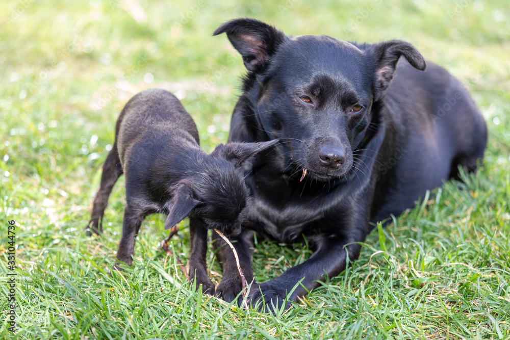 Two cute black dog´s chewing a stick Two cute black dog´s chewing a stick