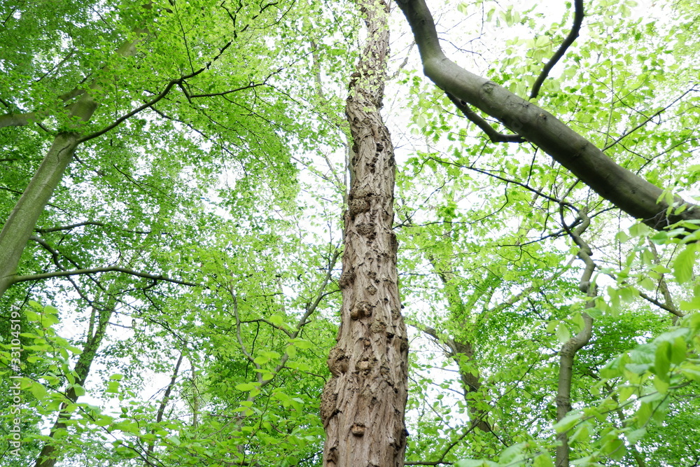 Fototapeta premium Natura 2