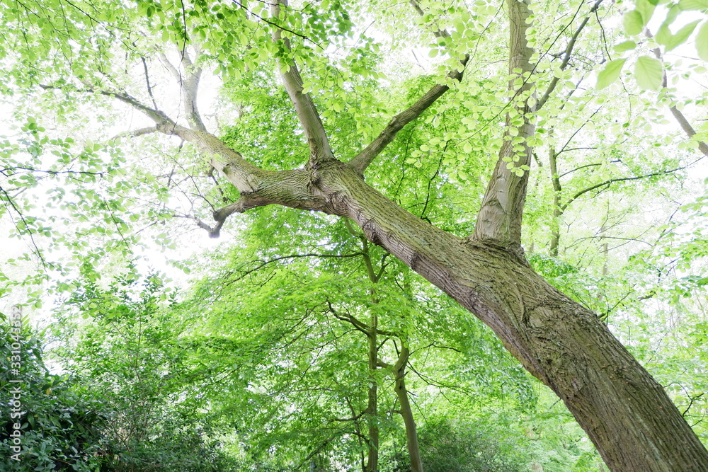 Fototapeta premium Natura 5