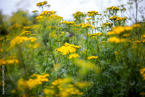 Summer meadow