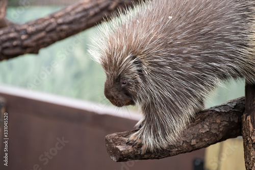 Porcupine