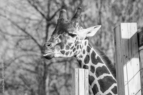 Giraffe photo