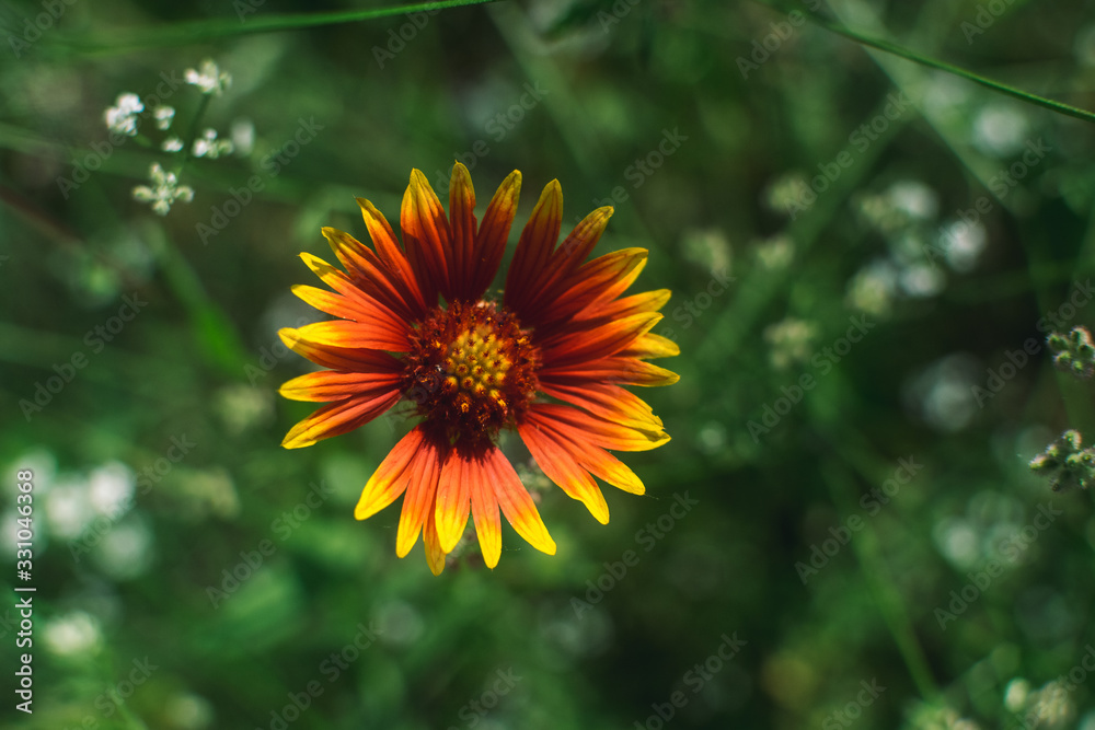 Obraz premium Indian Blanket Flower