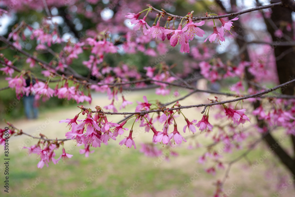 Pink cherry flowers at Koishikawa botanical garden Pink cherry flowers at Koishikawa botanical garden
