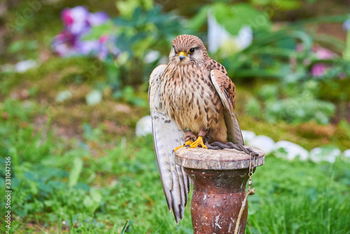 Common Kestrel Closeup (Falco tinnunculus) Falconry