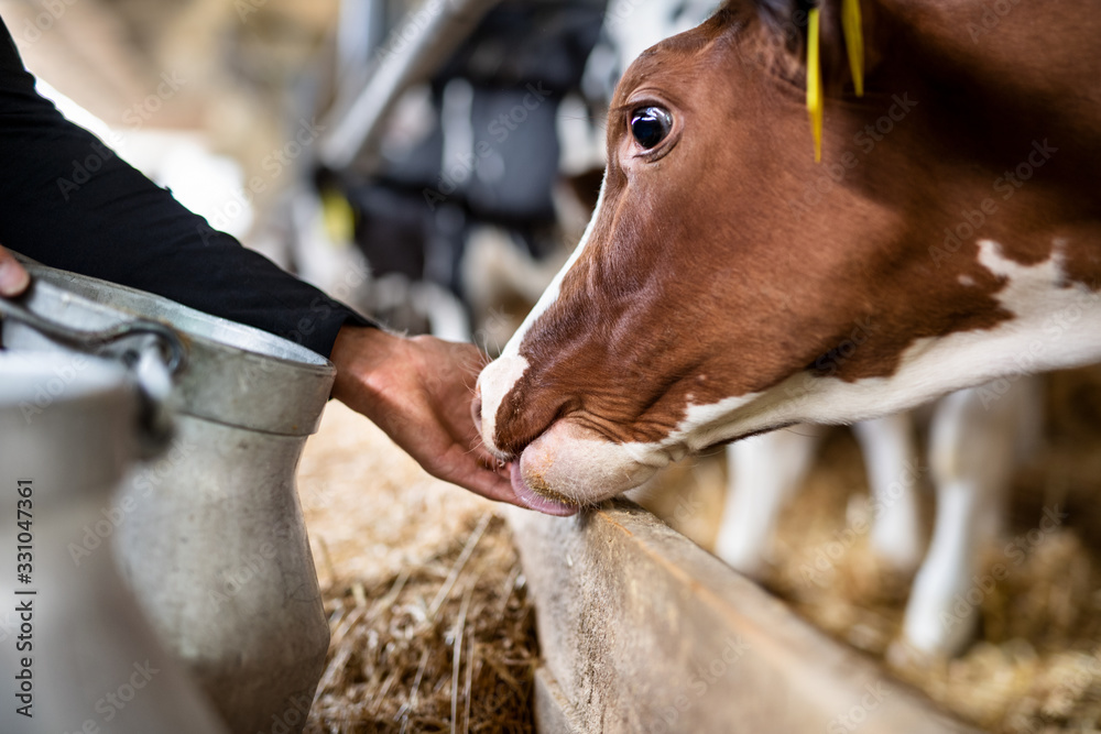 Obraz premium Unrecognizable worker feeding cows on diary farm, agriculture industry.