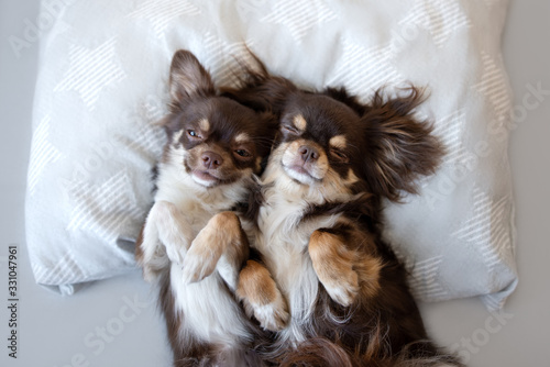 two funny chihuahua dogs sleeping on a pillow together