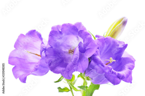 Fototapeta Naklejka Na Ścianę i Meble -  Beautiful violet flowers.