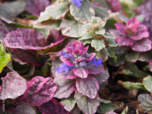 Ajuga reptans 'Burgundy Glow' – colorful groundcover with variegated pink, purple and green leaves and violet-blue flowers, shade-tolerant perennial for borders and rock gardens