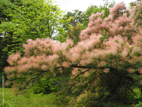 Smoketree (Cotinus coggygria) in summer bloom – fluffy, smoke-like flower clusters and rounded green leaves, ornamental shrub used in gardens and natural landscapes