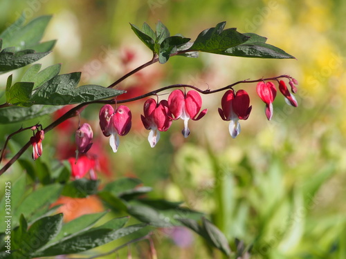 Beautiful red flowers of Dicentra spectabilis 'Valentine' syn. Lamprocapnos spectabilis (bleeding heart) 