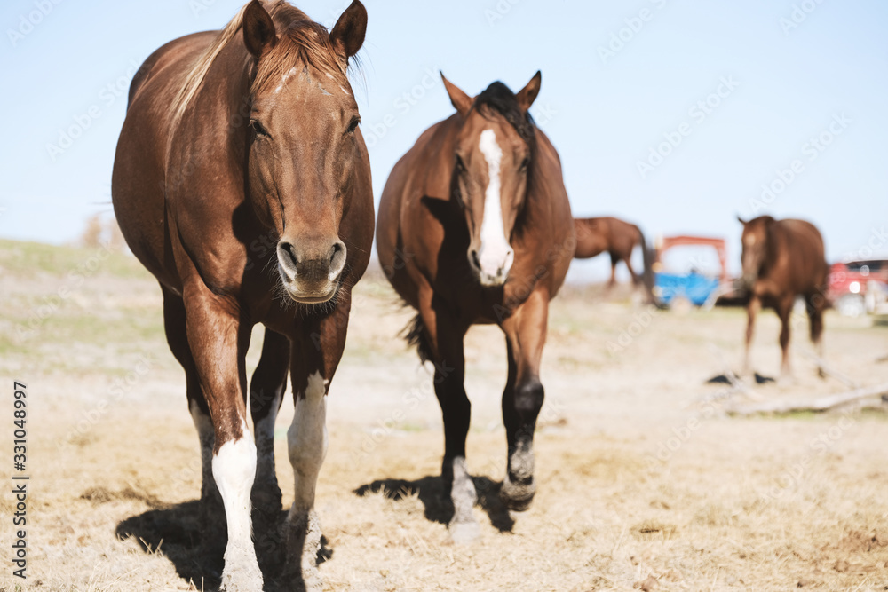 Quarter horse mares close up on sunny day at rural farm.