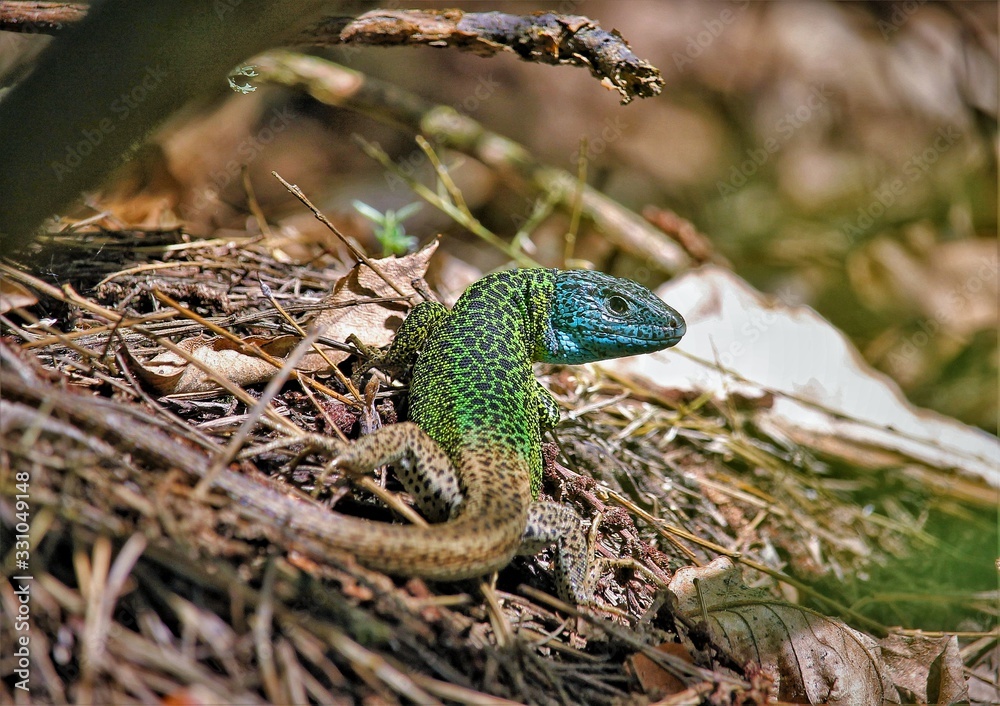 Fototapeta premium The Iberian emerald lizard or Schreiber's green lizard (Lacerta schreiberi) is a species of lizard in the family Lacertidae. The species is endemic to the Iberian Peninsula.