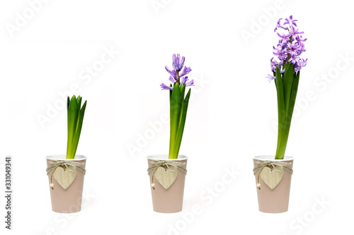 stages of growing hyacinths in craft cups with decoration on white background isolated