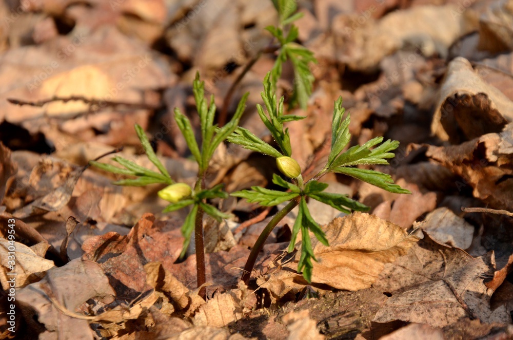 white anemone grows in the forest on the background of dry leaves. wild forest flowers in spring. anemones buds