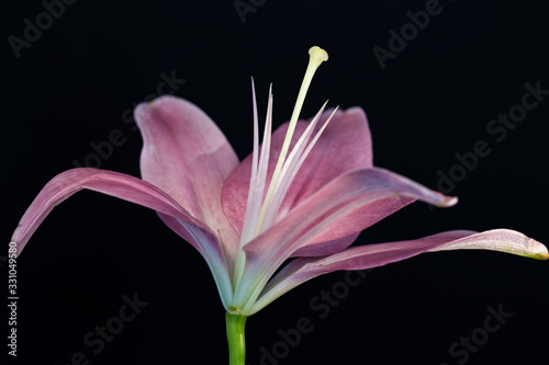 pink asiatic lily on black background