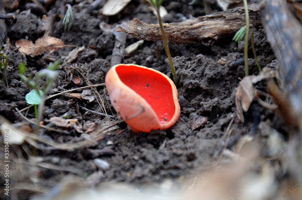 Sarcoscypha coccinea, the Ruby Elfcup red fungus grows in the forest. rare plants. beautiful mushroom Sarcoscypha coccinea, the Ruby Elfcup red fungus grows in the forest. rare plants. beautiful mushroom
