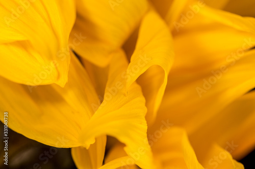 Close up of sunflower petals