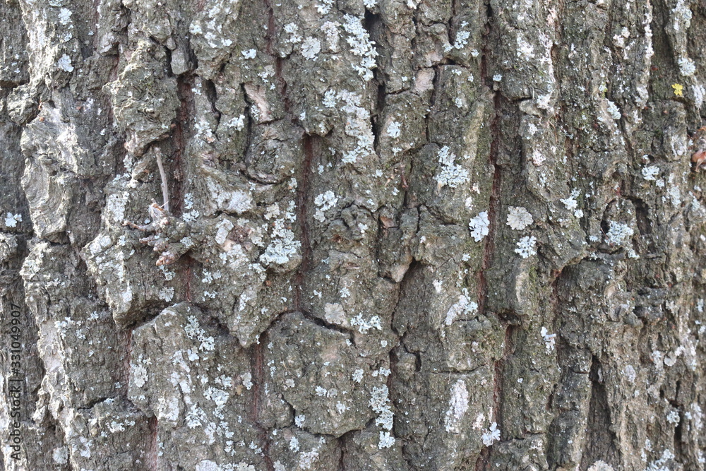 Fototapeta premium tree bark 1