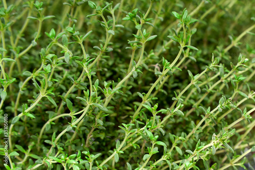 Green thyme growing background pattern close up Macro