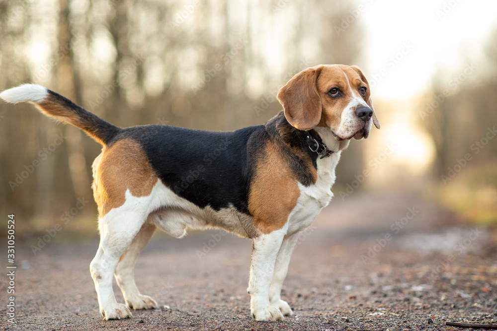Cute beagle dog at walk on lonely road in forest