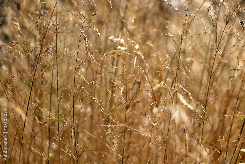 Fototapeta premium Wildflowers in a meadow, illuminated by warm sunset light. Selective focus.