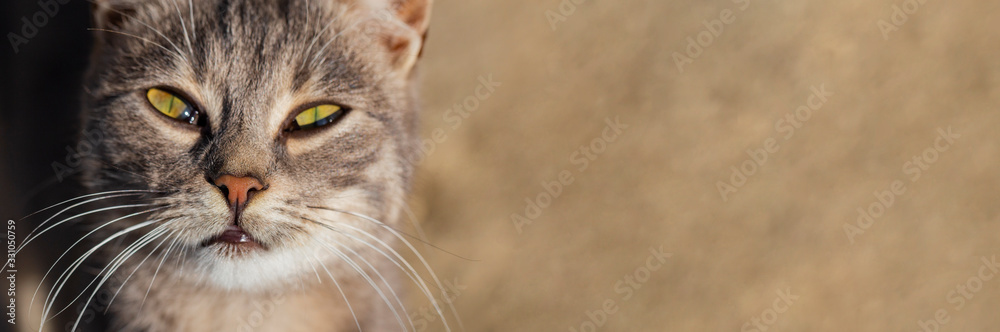 The young predator. Striped cat. The animal is exploring the environment. Fuzzy's in town. The young predator. Striped cat. The animal is exploring the environment. Fuzzy's in town.