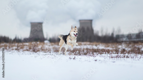 Adorable Shepherd dog outside in winter meadow