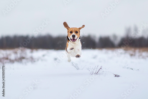 Fototapeta Naklejka Na Ścianę i Meble -  Portrait of a Beagle dog at walk in winter