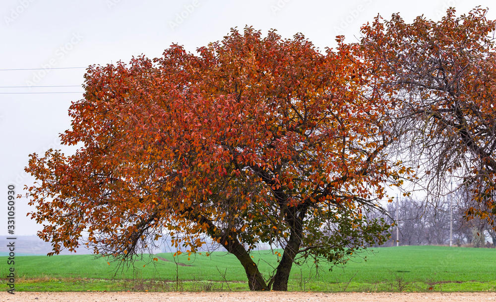 Naklejka premium Cherry tree with reddening leaves. Autumn, fall landscape with a tree full of colorful, falling leaves, sunny blue sky. Perfect seasonal theme. Flora with red-scarlet foliage.