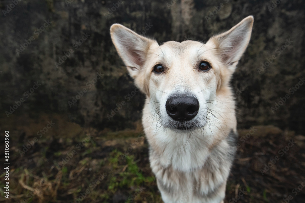 Portrait of a dog standing by gray wall outdoor Portrait of a dog standing by gray wall outdoor
