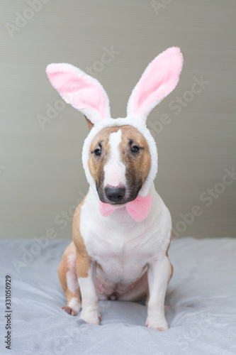 Masked bull terrier