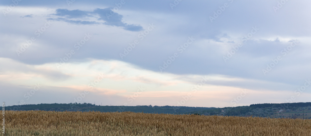 Wheat fields before the rain. Cumuliform cloudscape on blue sky. The terrain in southern Europe. Fantastic skies on the planet earth. The sun is hidden. Panorama.