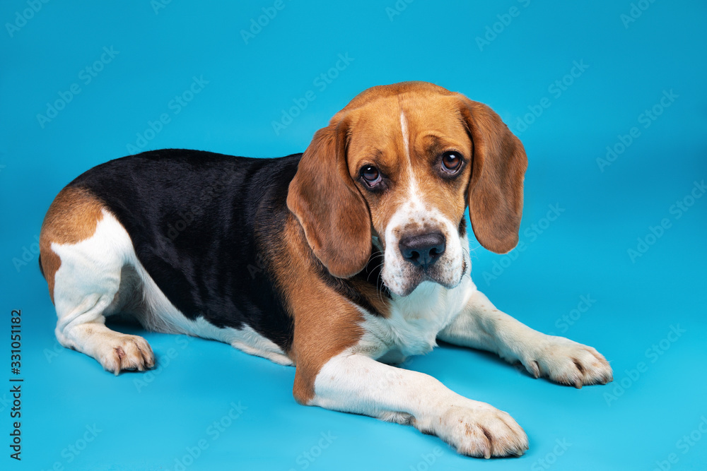 Portrait of a beagle looking at the camera on a blue background