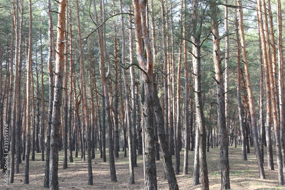 Naklejka premium tree bark