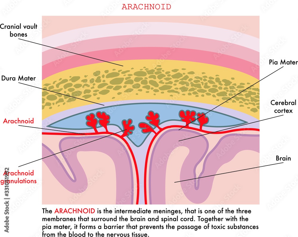 Medical illustration of arachnoid with annotations explaining its function in the human body.