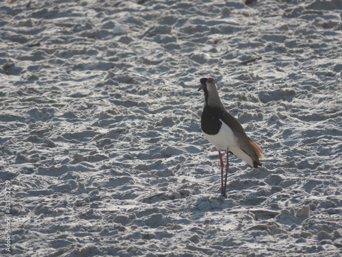 Wishing bird Vanellus chilensis in a place with water, clay and sand