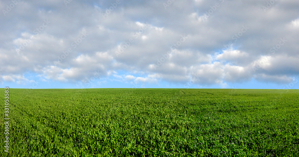 Spring landscape with winter crops and sky