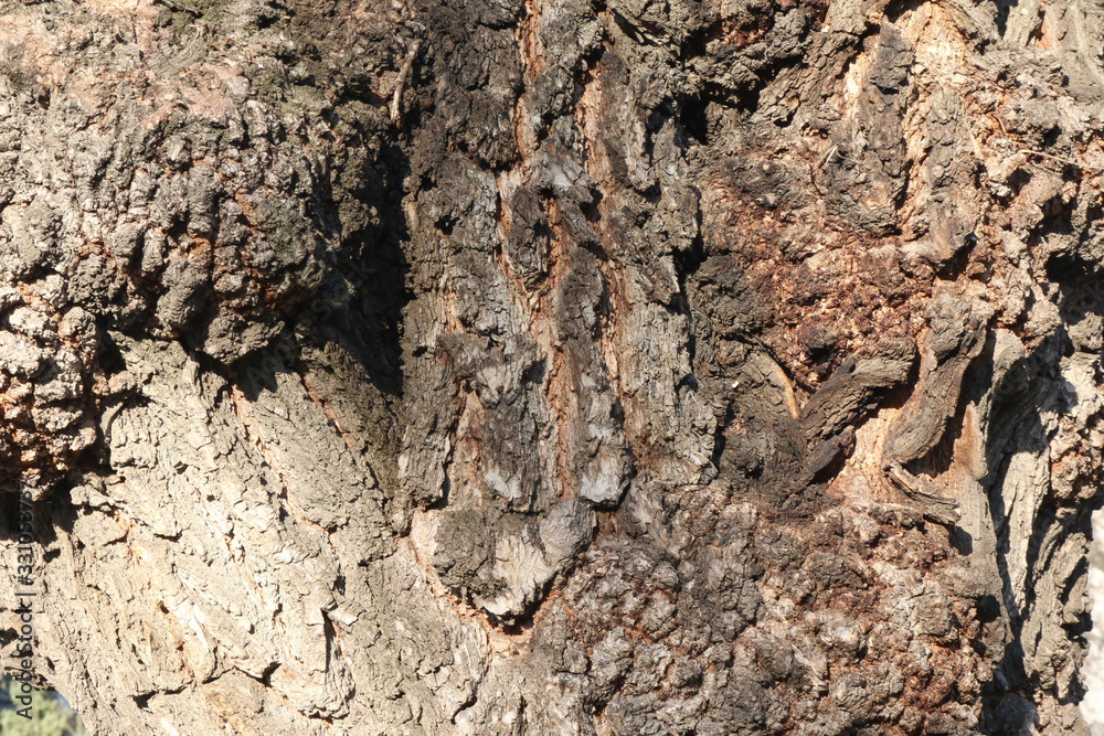 tree bark tree bark