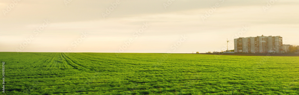 panorama of green winter wheat field and houses on the edge of the city at sunset