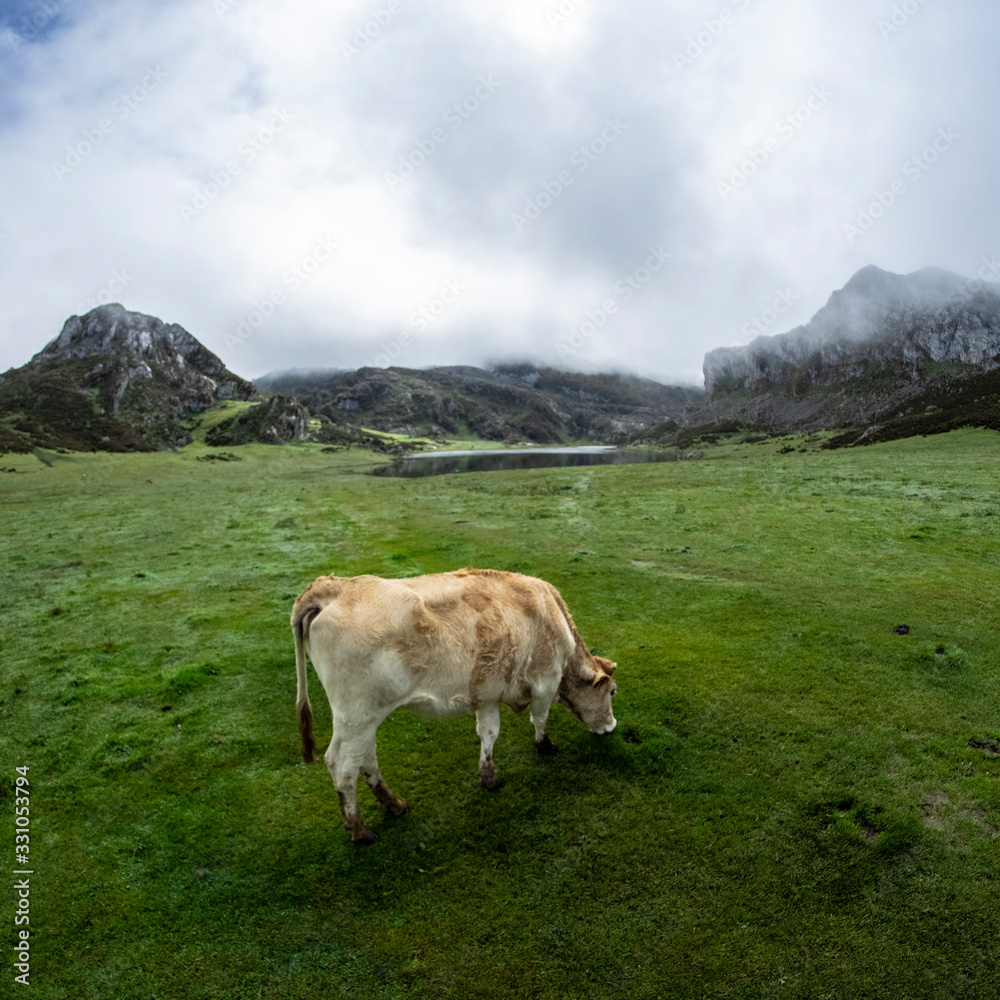 Primer plano de una vaca pastando en los Lagos de Covadonga en los Picos de Europa