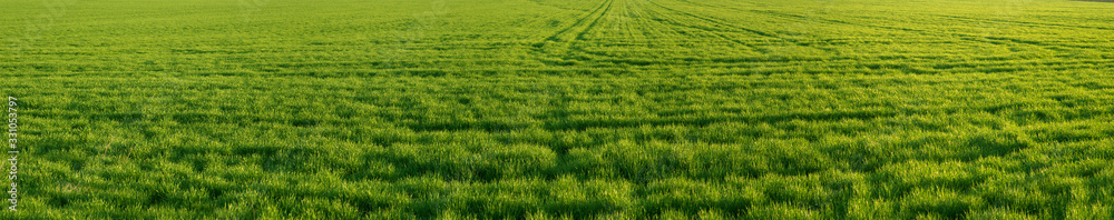Spring  panorama of green field with winter crops
