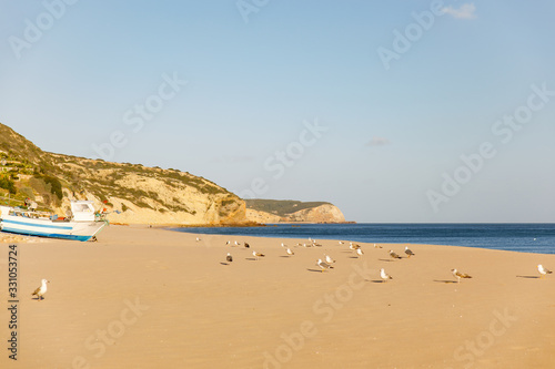 empty beach by the ocean with seagulls on the sand © Ksenia