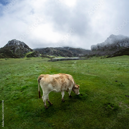 Primer plano de una vaca pastando en los Lagos de Covadonga en los Picos de Europa
