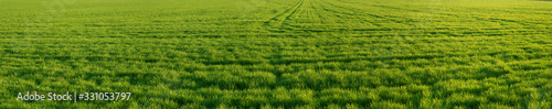 Spring  panorama of green field with winter crops
