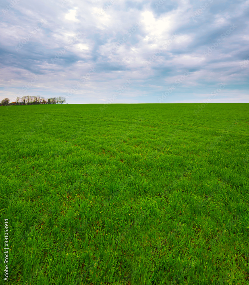 Spring landscape of green field with winter crops and sky with clouds Spring landscape of green field with winter crops and sky with clouds