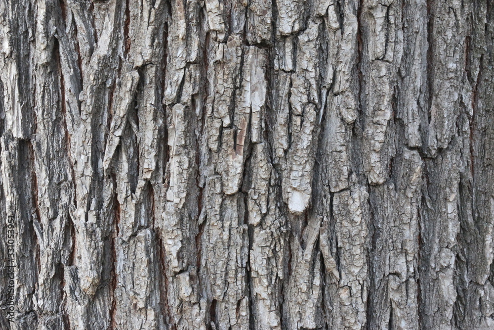 tree bark tree bark